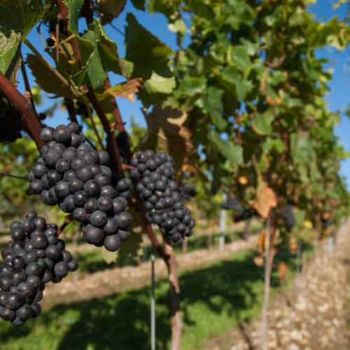Pino Noir grape Oct 2015