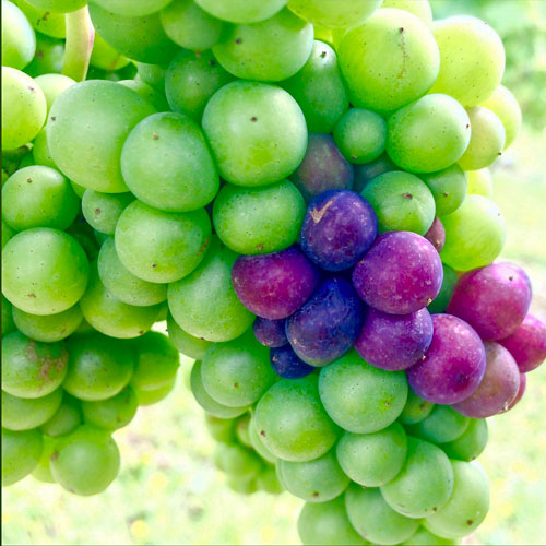Pino Noir beginnig to ripen
